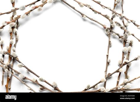 Frame Made Of Pussy Willow Branches Isolated On White Background Stock Photo Alamy