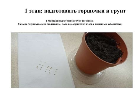 Черника на подоконнике - презентация онлайн