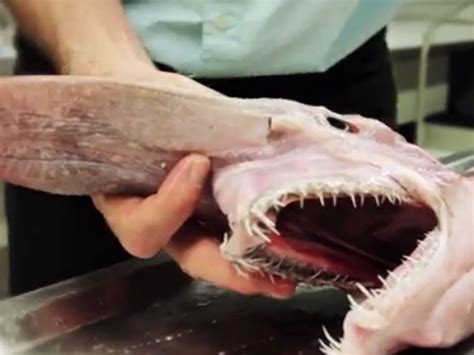 Video: Extremely rare and strange-looking goblin shark dissected by
