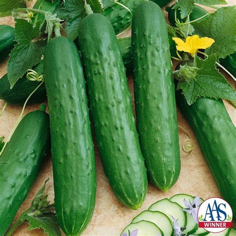 Cucumber Saladmore Bush F Aas Vegetable Award Winner Matures In