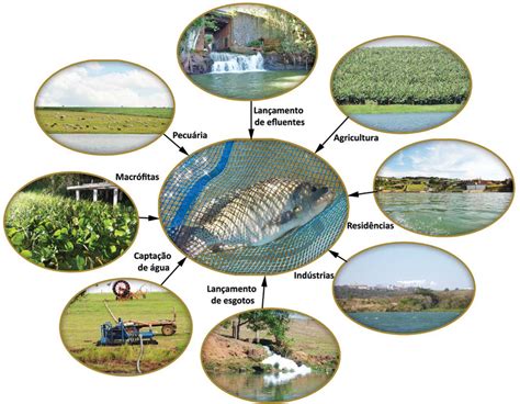 A piscicultura em tanques-rede interage diretamente com uma série de ...
