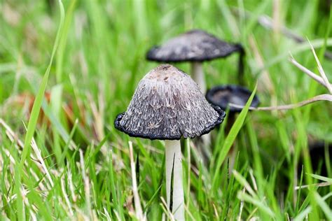 Different Types Of Edible Mushrooms With Pictures Artofit