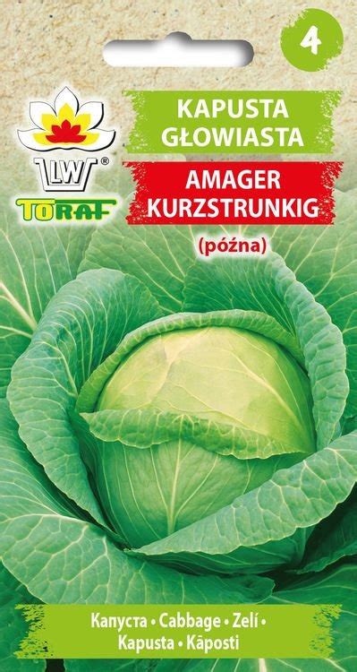 Kapusta głowiasta biała AMAGER KURZSTRUNKIG późna Brassica oleracea L