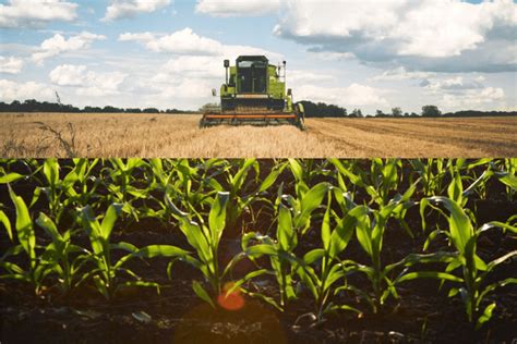 Indian Agriculture Sector In Trade And Sub Sectors