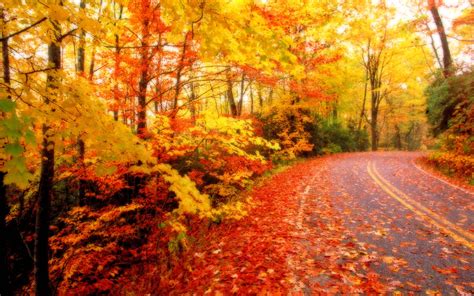 Fall Leaves Wallpapers Desktop - Wallpaper Cave
