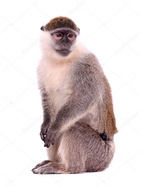 Vervet Monkey On The White Background — Stock Photo © Artman 2706655