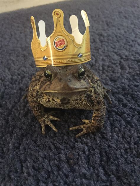 Here’s Danny Toadvito modeling a burger king crown for you all! : r/funny