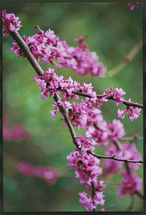 redbud tree for sale near me 3