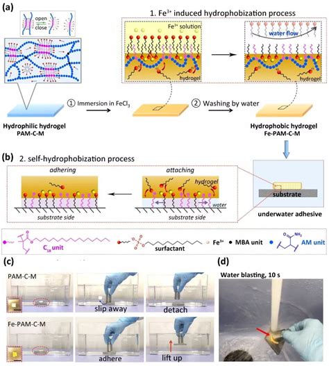 电子科技大学崔家喜、邓旭团队《afm》：基于动态水凝胶中的自疏水作用产生水下粘附 知乎