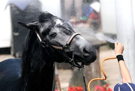 Fenbendazole Liquid Dewormer For Horses Effective And Safe Equine Care