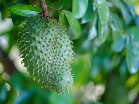 Soursop Hailed As A Cancer Cure Is Called The Emerging Fruit Of The