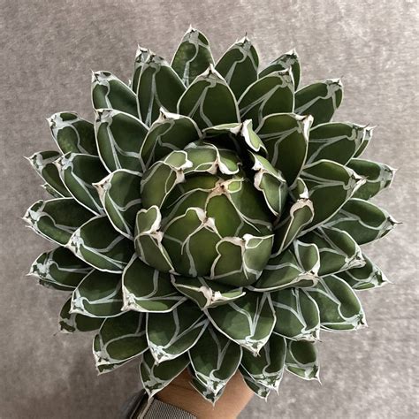 Yahoo!オークション - D10-13 特選 【数量限定】アガベ 多肉植物 ダル...