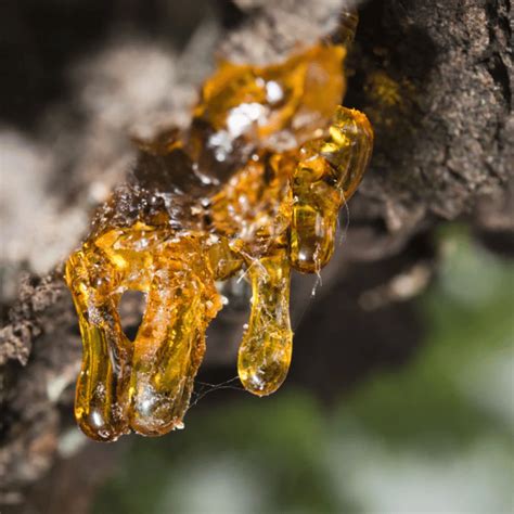 Copaiba Essential Oil - Nila Singapore