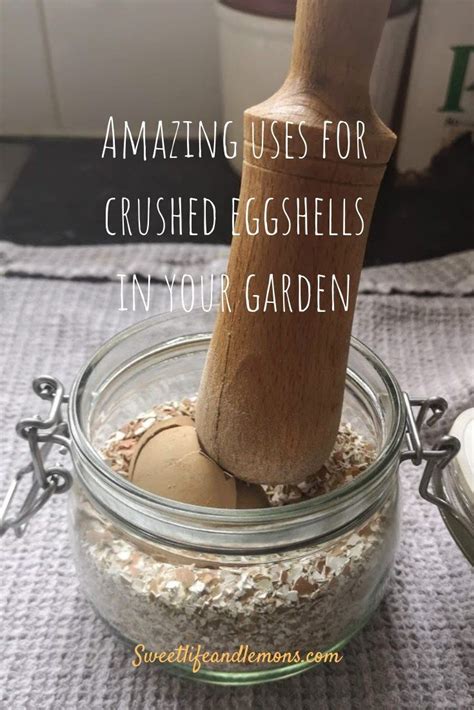 Amazing Uses For Crushed Eggshells In Your Garden Feed Your Plants