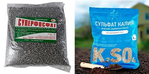 Баклажаны Король Севера: описание сорта, посадка, уход, отзывы