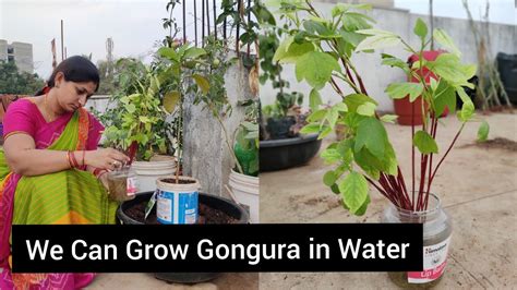 How To Grow Gongura With Stems N Seeds గొంగుర మొక్కను నీళ్లలో పెంచి