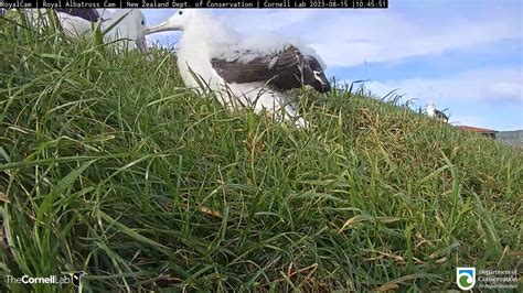 23 08 15 Royal Albatross Cam Manaaki看到親鳥回來很激動 Manaaki is excited to