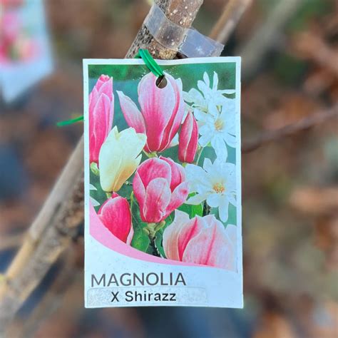 Magnolia Shirazz X 250mm Bigga Trees