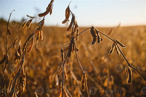Mature Soybeans On Soybean Plantation In Close Up 40151932 Stock Photo