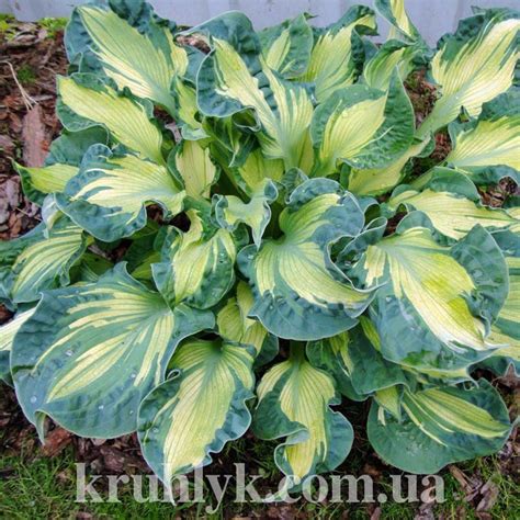 Hosta Golden Meadows — Плідник Круглик