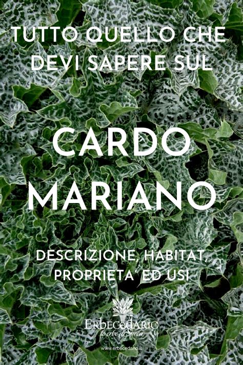 Descrizione Storia Habitat Uso Propriet E Benefici Del Cardo