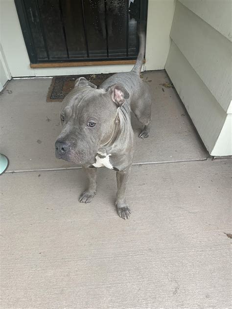 Found pit bull dog in Willow Glen….anyone recognize the dog…looks like