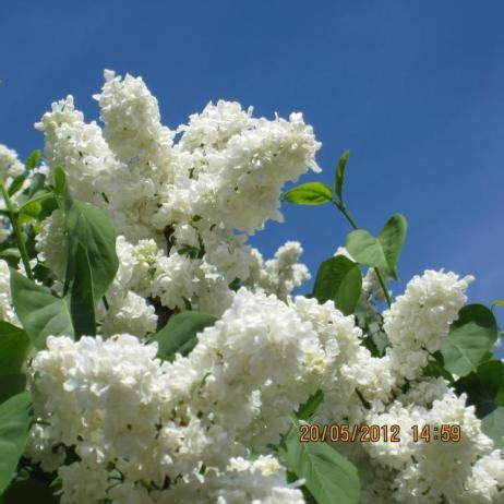 Сирень обыкновенная "Принцесса Клементина" (Syringa vulgaris Princesse ...
