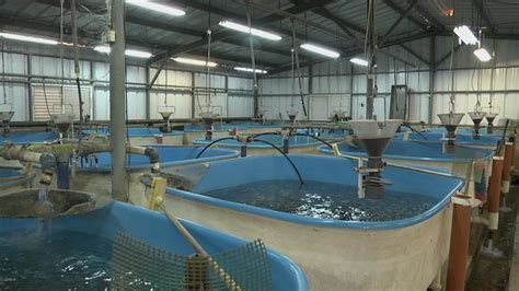 Israel Turns To Sustainable Fish Farming To Solve Food Insecurity