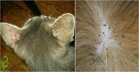 Лишай на спине у кота 29 фото