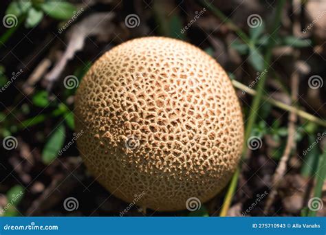Round Mushroom Stock Image Image Of Outdoor Food Wild 275710943