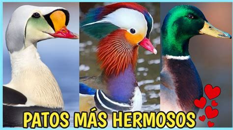 5 PATOS más HERMOSOS del Mundo Los Conoces YouTube