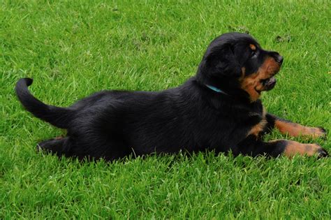 Puppies Beauceron Puppies For Sale