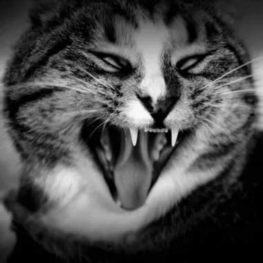 Eine Wilde Deutsche MILF Bekommt Ihre Massiven Naturtitten Mit Sperma Bespritzt XHamster