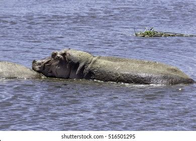Elephants Having Sex Zambezi River Above Stock Photo Shutterstock