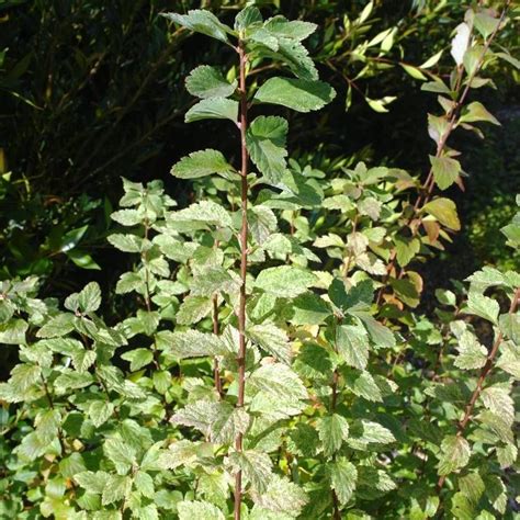 Spiraea cv pink ice – Artofit