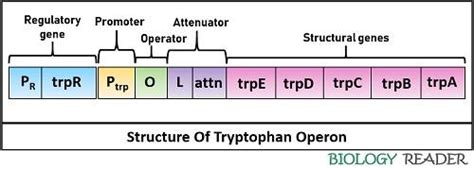 Tryptophan Operon Animation