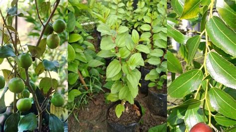 Pohon Bidara Tanaman Bidara Terbongkar Manfaat Dan Khasiatnya