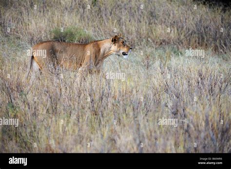 Lion Panthera Leo Samburu National Reserve Kenya Africa Stock