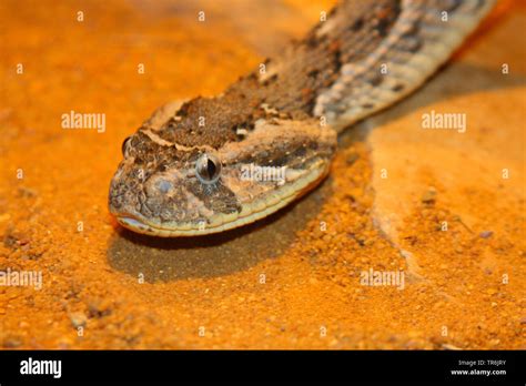Puff Adder Bitis Arietans Bitis Lachesis Portrait Africa Stock