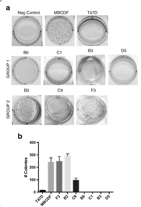 Colony Formation Of Mbcdf S Subpopulations On Soft Agar Download Scientific Diagram