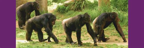 Inside The Sex Lives Of Chimpanzees Its About Much More Than Just Reproduction Durham University