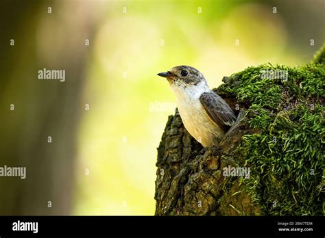 Pied Flycatcher Nest Hole Hi Res Stock Photography And Images Alamy