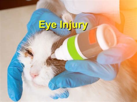 Eye Injury - Emergency Animal Care Braselton