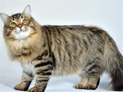 Hereditary Diseases of the Siberian Forest Cat