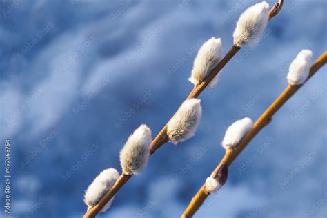 Pussy Willow Branches With Melting Snow Background Willow Bush In Spring Easter Stock Photo
