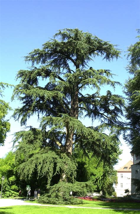 cedrus libani subsp atlantica atlas cedar van den berk nurseries