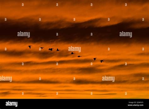 Canadian Geese fly across a dramatic evening sky.; Kent Island