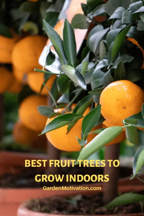 Best Fruit Tree To Grow Indoors Indoor Fruit Trees Garden Motivation