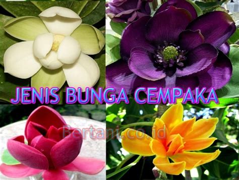 √ 4 Jenis Bunga Cempaka Beserta Gambar Dan Manfaatnya