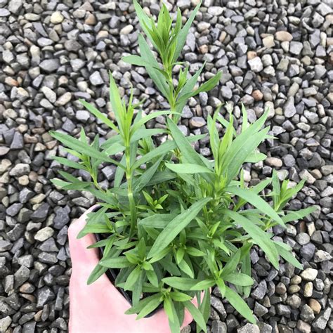 Dianthus deltoides 'Zing Rose' - Maiden Pinks (4" Pot) | Little Prince
